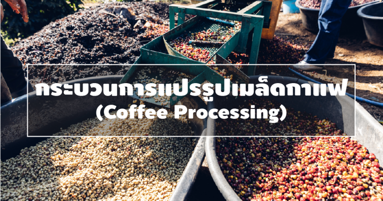 Washed, Natural, Honey Process ทำให้เมล็ดกาแฟที่ได้ต่างกันอย่างไร